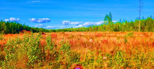 Skog